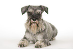 lying Miniature Schnauzer