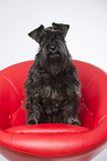 sitting Miniature Schnauzer