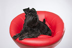 lying Miniature Schnauzer
