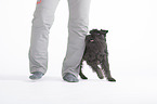 human and Miniature Schnauzer