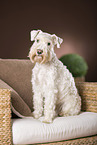 sitting Miniature Schnauzer