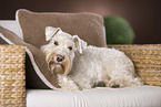 lying Miniature Schnauzer