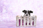 Miniature Schnauzer Portrait