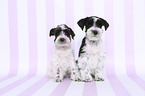 Miniature Schnauzer Puppies