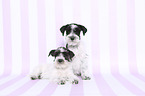 Miniature Schnauzer Puppies