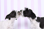 Miniature Schnauzer Puppies