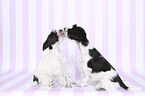 Miniature Schnauzer Puppies