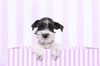 Miniature Schnauzer Puppy