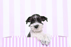 Miniature Schnauzer Puppy