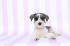 lying Miniature Schnauzer