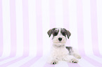 lying Miniature Schnauzer