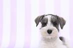 Miniature Schnauzer Portrait