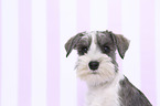 Miniature Schnauzer Portrait
