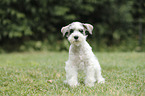 sitting Miniature Schnauzer