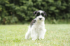 standing Miniature Schnauzer