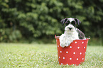 Miniature Schnauzer Puppy