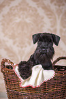 Miniature schnauzer in basket