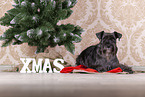Miniature schnauzer with Christmas decoration