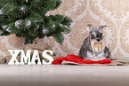 Miniature schnauzer with Christmas decoration