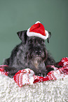Miniature schnauzer with Christmas hat