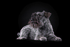 Miniature Schnauzer in front of black background