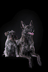 Miniature Schnauzer and Hollandse Herder