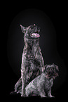 Miniature Schnauzer and Hollandse Herder