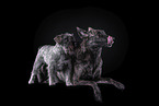 Miniature Schnauzer and Hollandse Herder