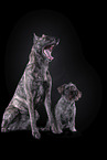 Miniature Schnauzer and Hollandse Herder