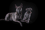 Miniature Schnauzer and Hollandse Herder