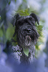 Miniature schnauzer in lilac