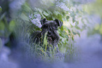 Miniature schnauzer in lilac