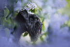 Miniature schnauzer in lilac