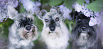 Miniature schnauzer in lilac