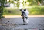 running Miniature Schnauzer