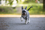 running Miniature Schnauzer
