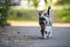 running Miniature Schnauzer
