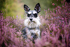 Miniature schnauzer in the heath