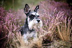 Miniature schnauzer in the heath