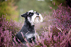 Miniature schnauzer in the heath