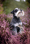 Miniature schnauzer in the heath
