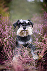 Miniature schnauzer in the heath