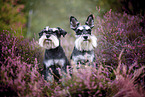 Miniature schnauzer in the heath