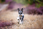 Miniature schnauzer in the heath