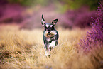 Miniature schnauzer in the heath