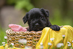 4 weeks old Miniature Schnauzer
