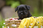 4 weeks old Miniature Schnauzer