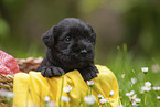 4 weeks old Miniature Schnauzer