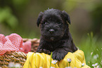 4 weeks old Miniature Schnauzer