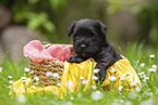 4 weeks old Miniature Schnauzer